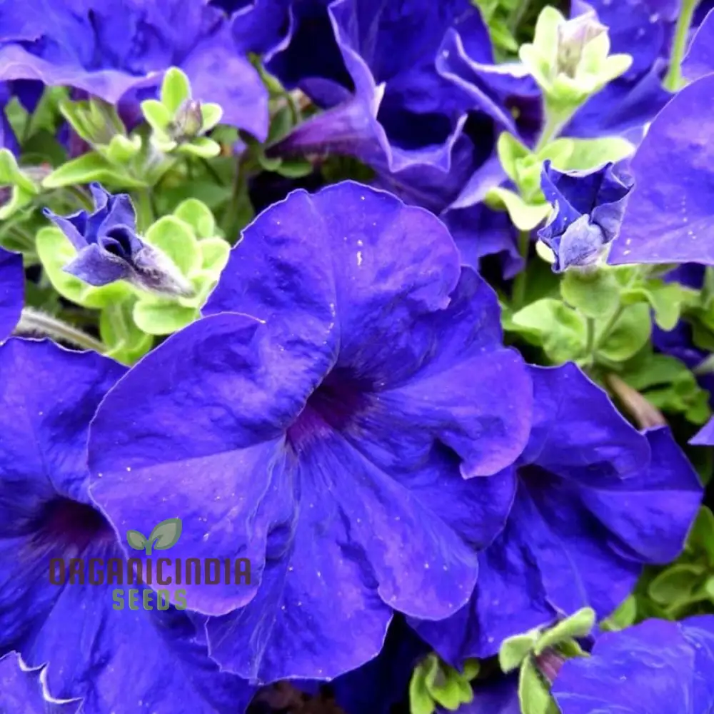Petunia Merlin Series Blue F1 Seeds - Grow Beautiful Blue Merlin Petunias for Your Garden - Image 3
