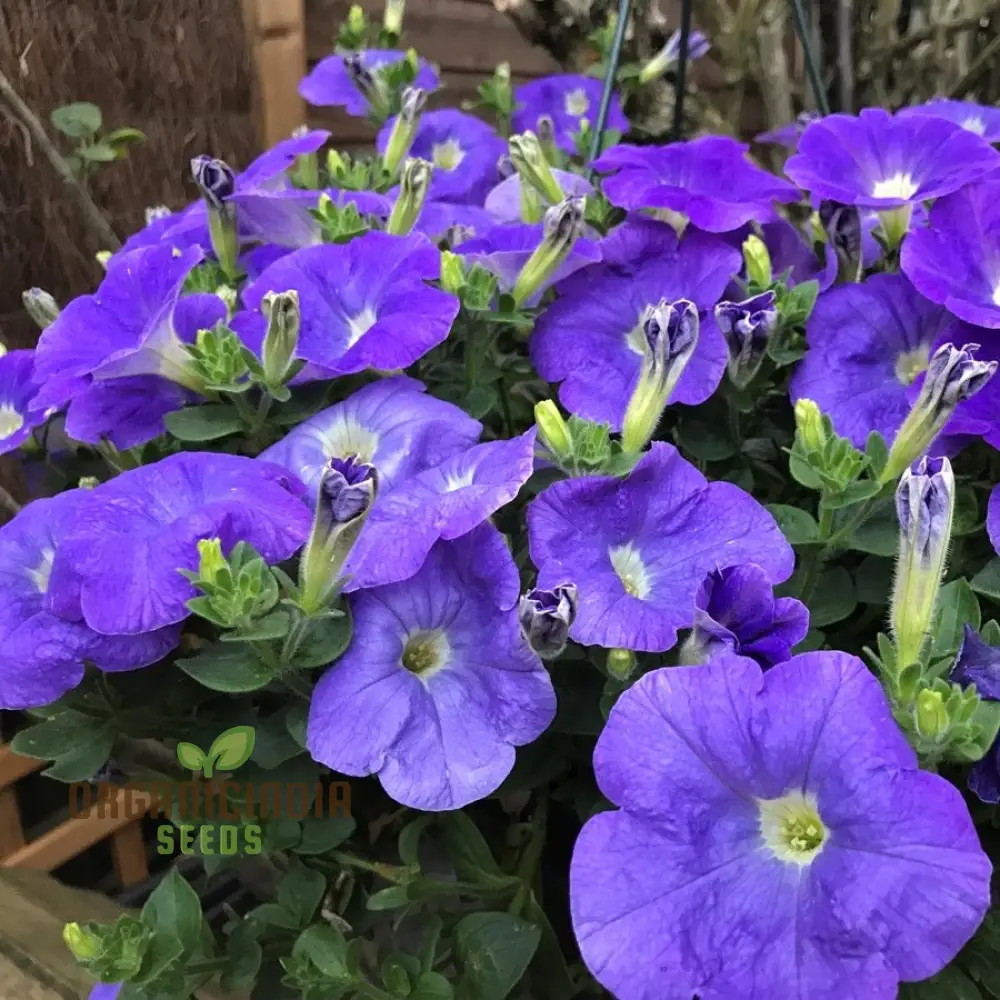 Petunia Merlin Series Blue F1 Seeds - Grow Beautiful Blue Merlin Petunias for Your Garden - Image 4