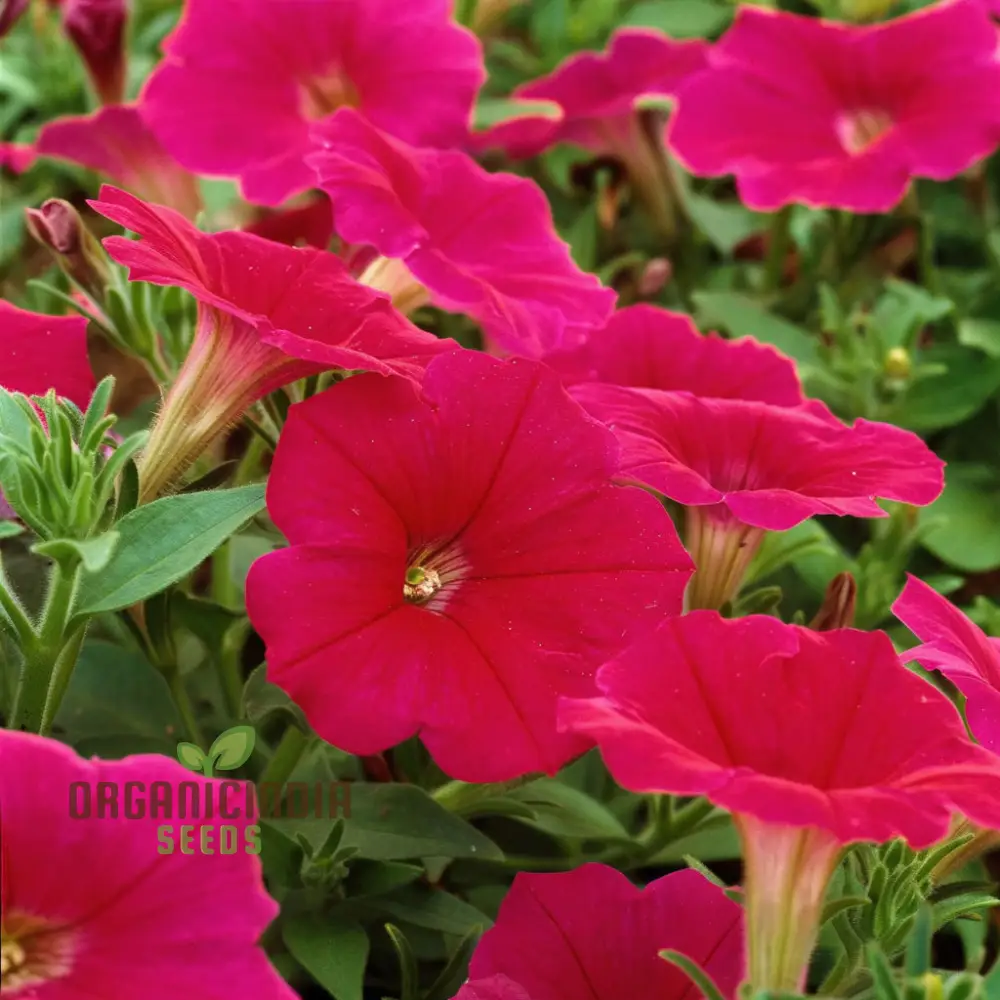 Petunia Merlin Series Cherry Rose Seeds ,Elevate Your Gardening Experience with Spectacular Blooms and Vibrant Colors!