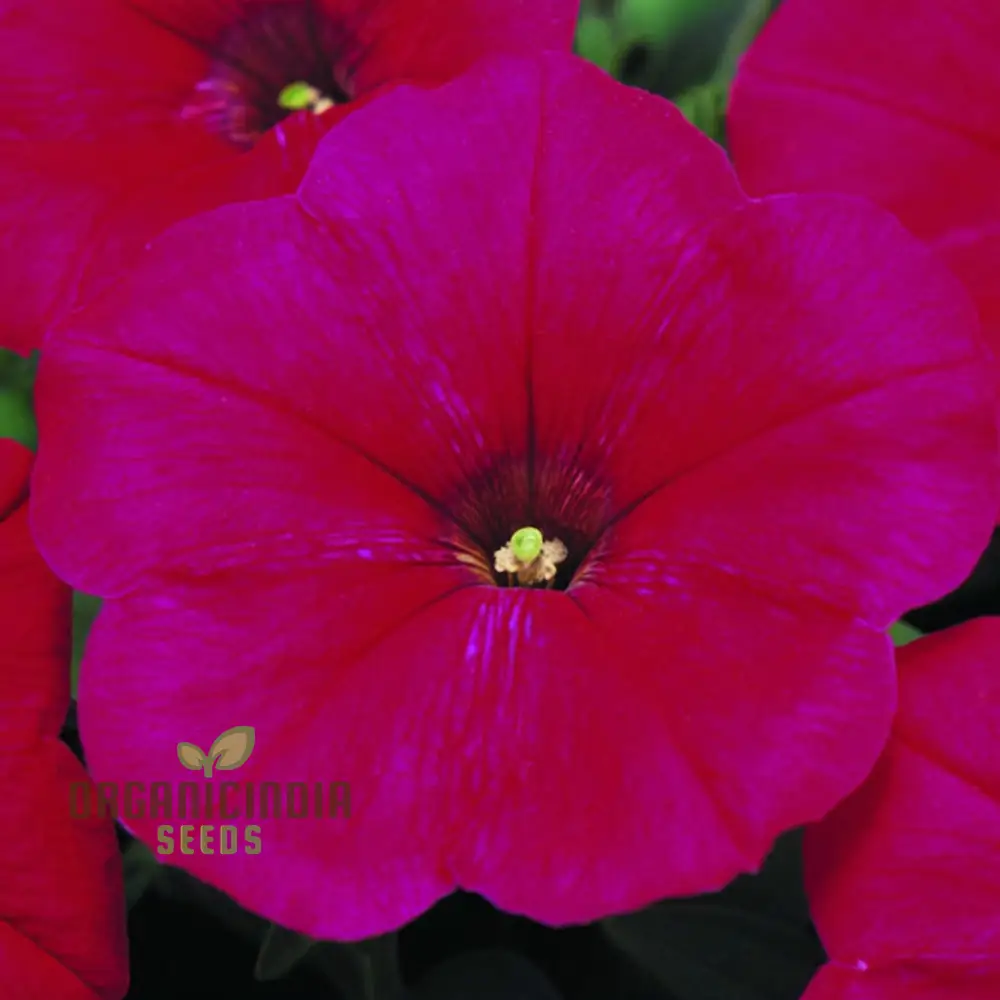 Petunia Merlin Series Cherry Rose Seeds ,Elevate Your Gardening Experience with Spectacular Blooms and Vibrant Colors! - Image 3