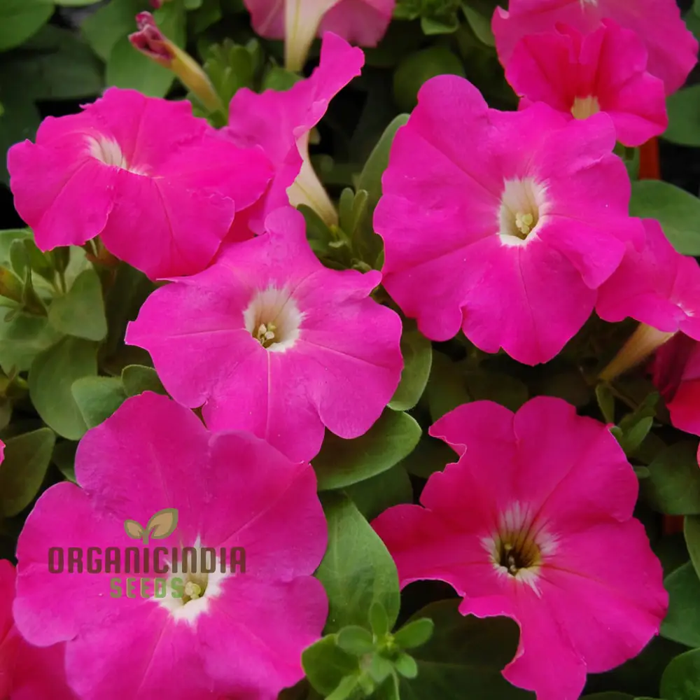 Petunia Merlin Series Cherry Rose Seeds ,Elevate Your Gardening Experience with Spectacular Blooms and Vibrant Colors! - Image 4