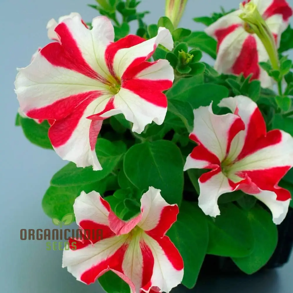Petunia - Red & White Star Seeds – Add a Burst of Color to Your Garden with Striking, Star-Shaped Blooms