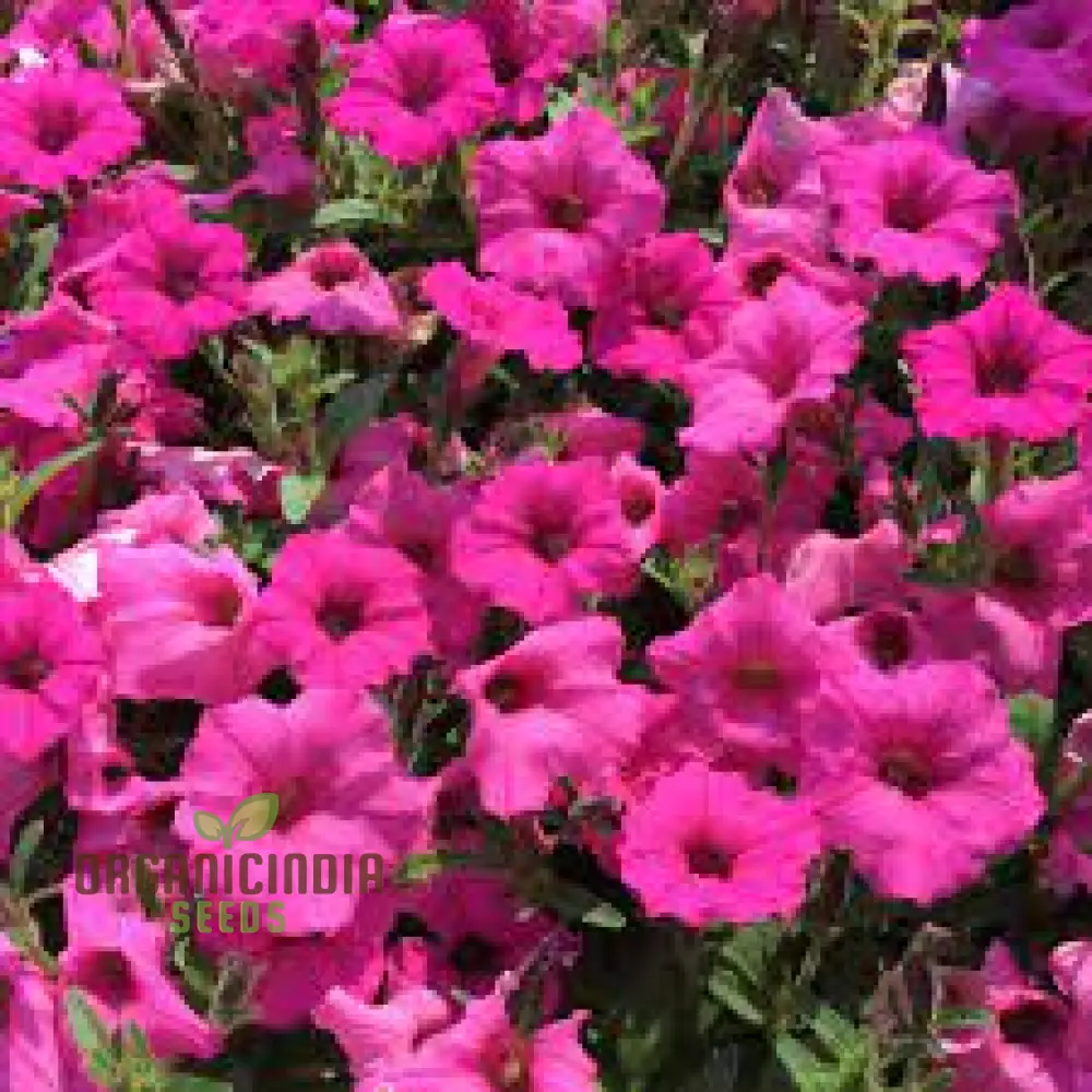 Petunia Supercascade Pink Seeds for Planting - Image 3