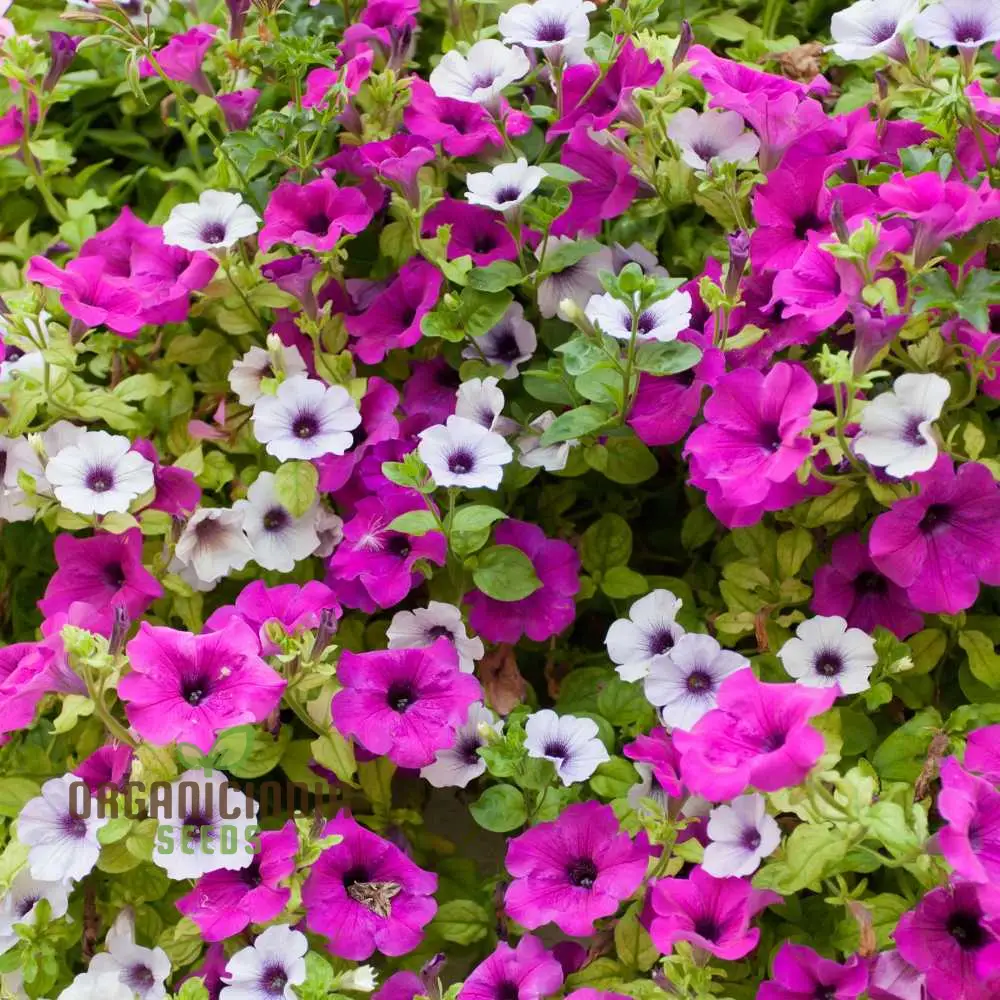 Petunia Supercascade Pink Seeds for Planting - Image 4