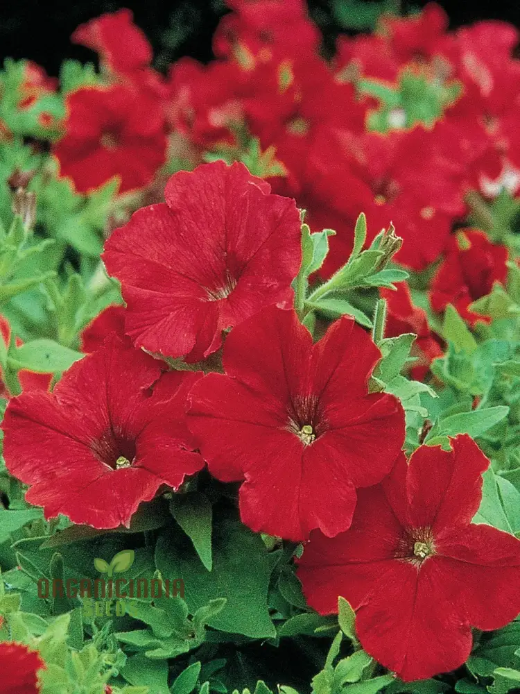 Petunia Supercascade Red Seeds for Gardening Enthusiasts | Vibrant Flowers for Hanging Baskets and Garden Borders