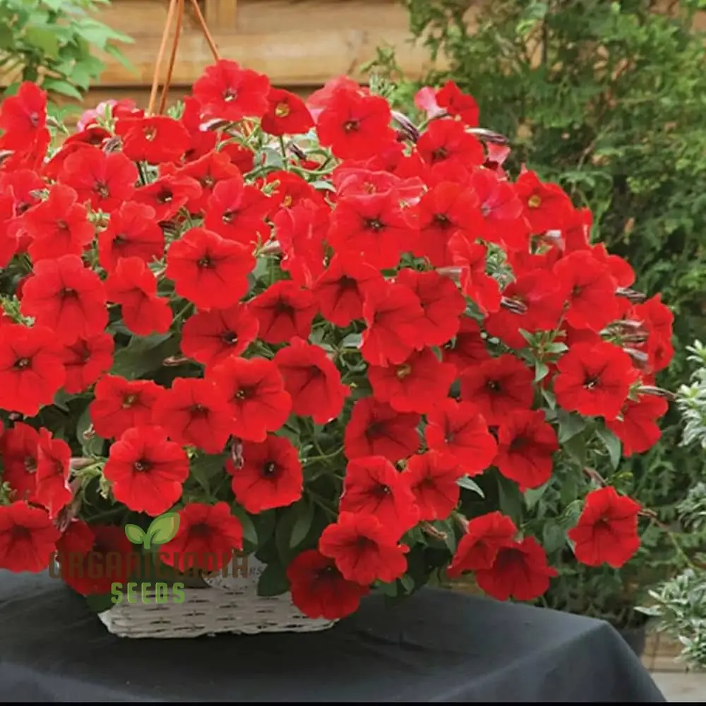 Petunia Supercascade Red Seeds for Gardening Enthusiasts | Vibrant Flowers for Hanging Baskets and Garden Borders - Image 3