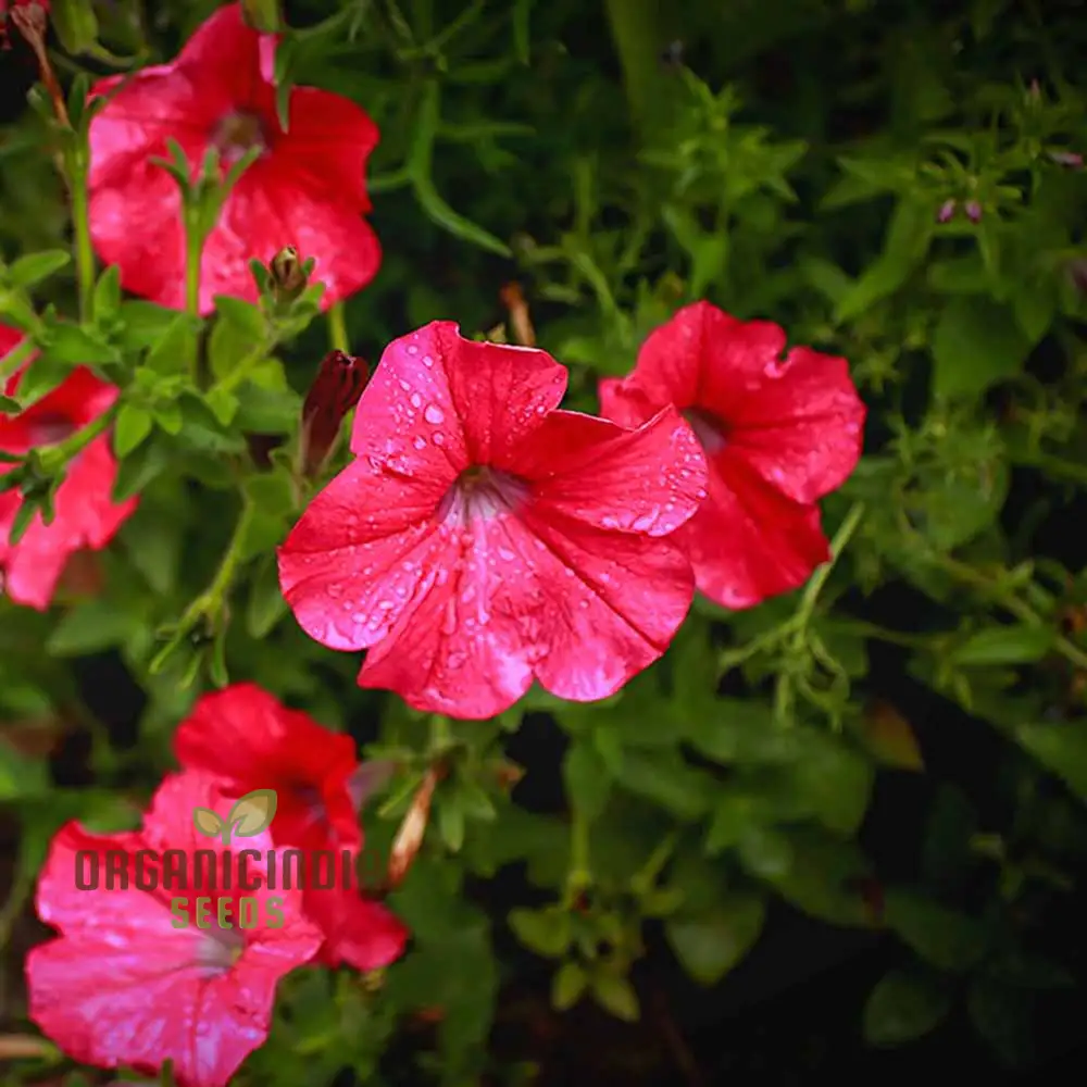 Petunia Supercascade Red Seeds for Gardening Enthusiasts | Vibrant Flowers for Hanging Baskets and Garden Borders - Image 4