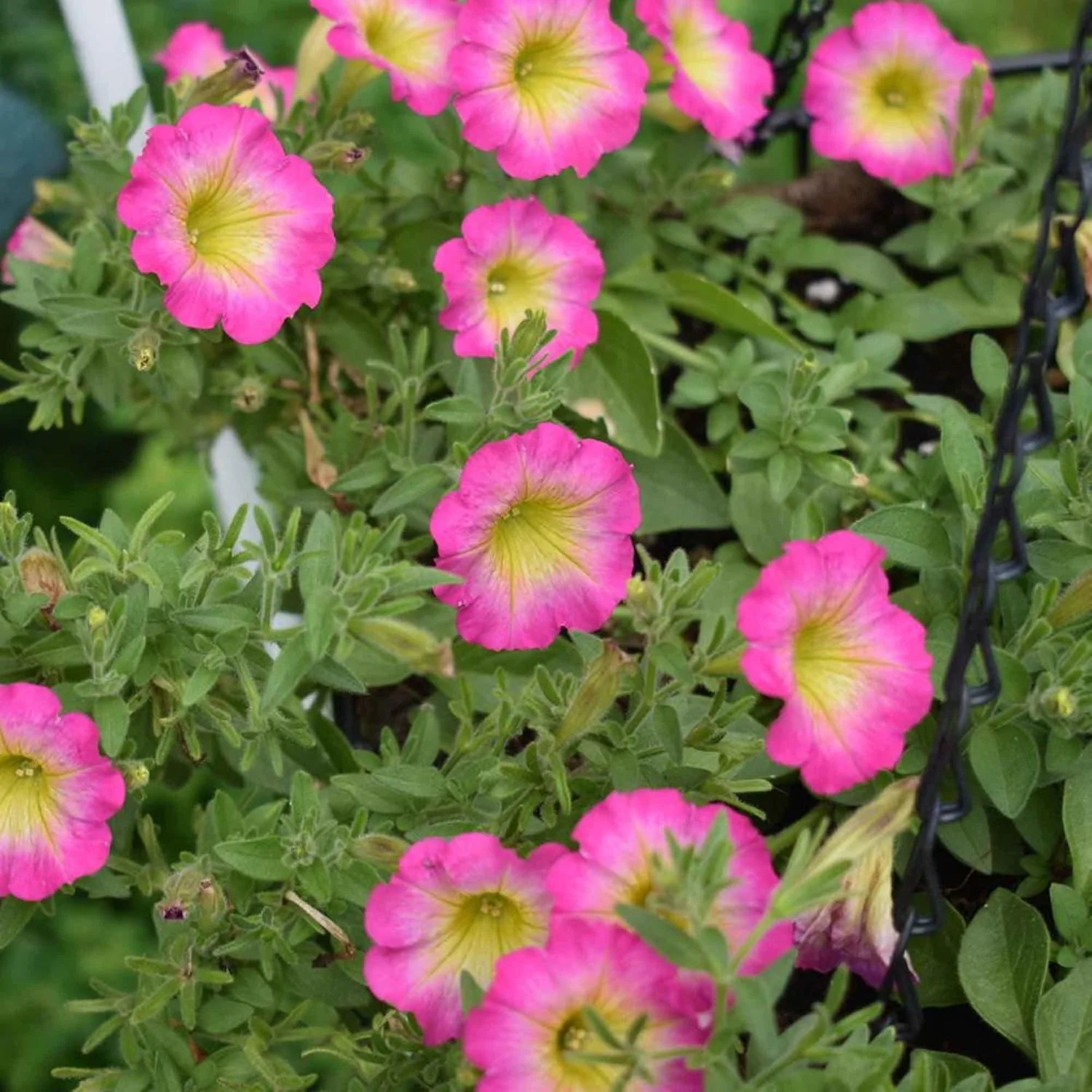 Petunia 'Supertunia Daybreak Charm' Seeds Showy Flowers Drought Tolerant Attract Hummingbirds Hanging Baskets Beds Outdoor Flower Seeds - Image 4