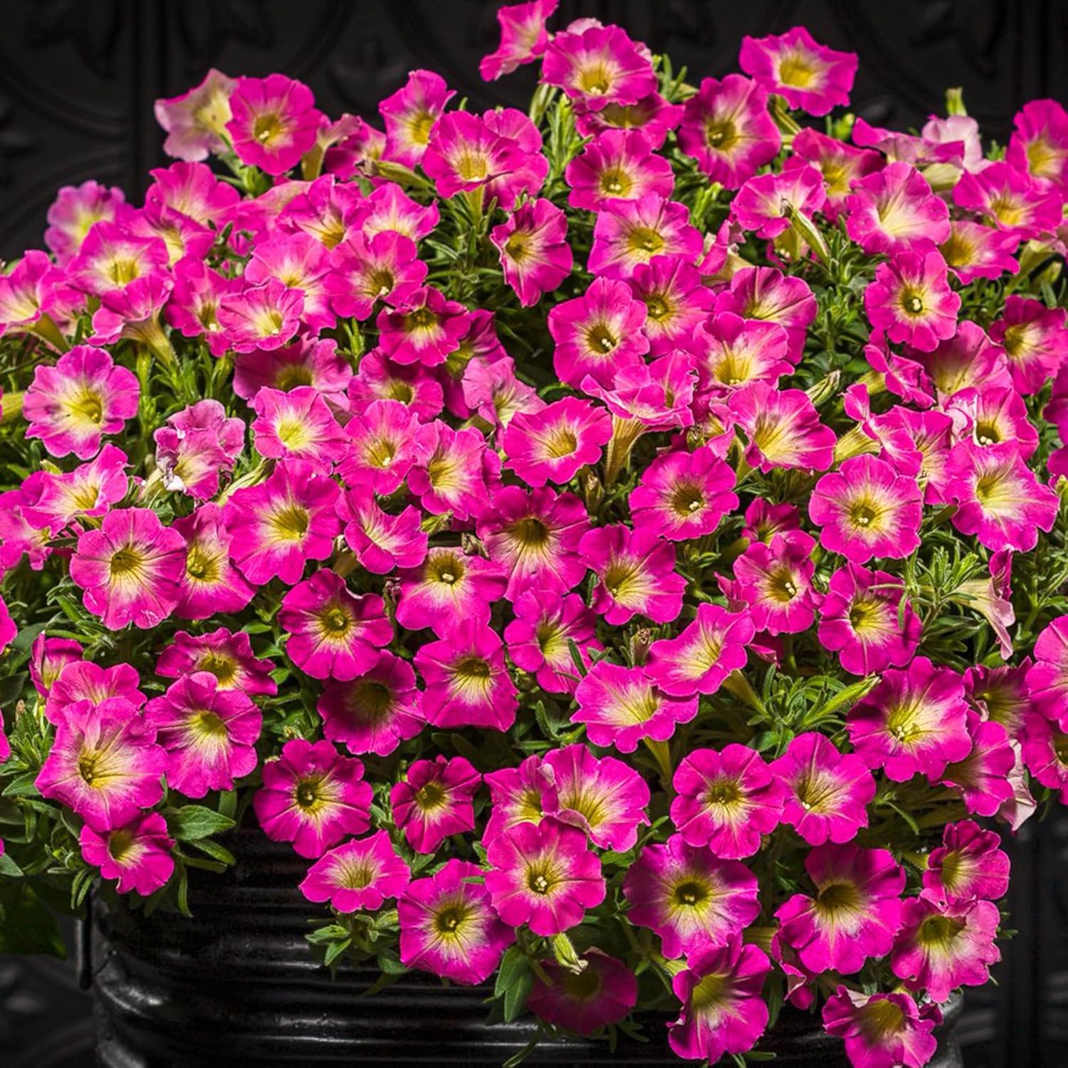 Petunia Supertunia Daybreak Charm Seeds – Showy, Drought-Tolerant Blooms for Hanging Baskets