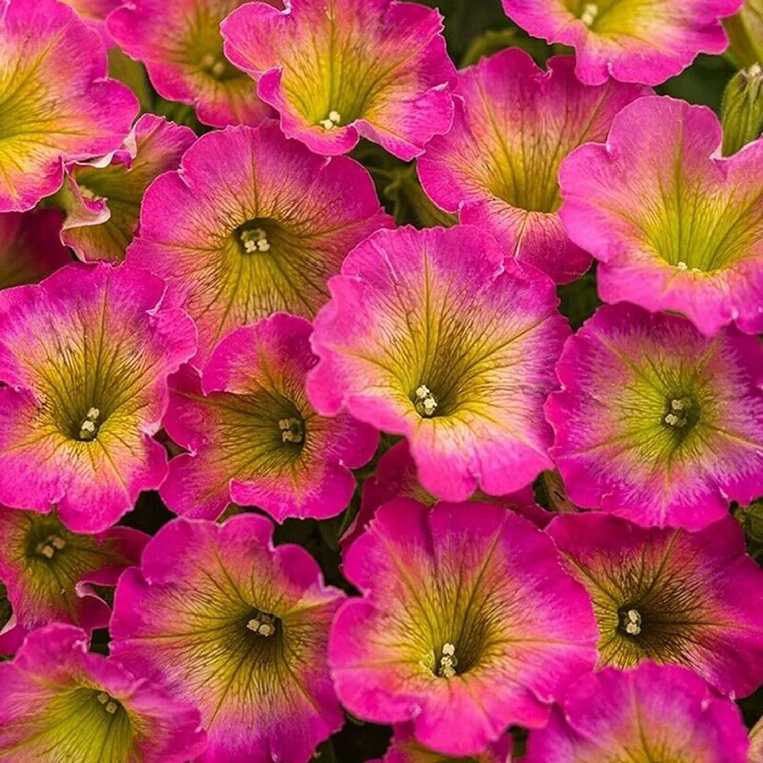 Petunia Supertunia Daybreak Charm Seeds – Showy, Drought-Tolerant Blooms for Hanging Baskets - Image 3