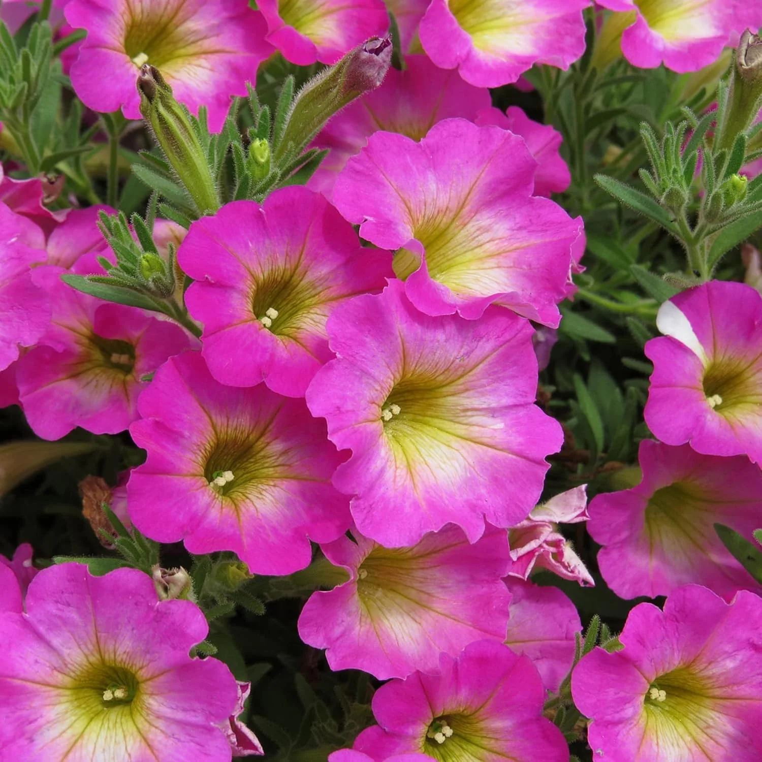 Petunia Supertunia Daybreak Charm Seeds – Showy, Drought-Tolerant Blooms for Hanging Baskets - Image 4