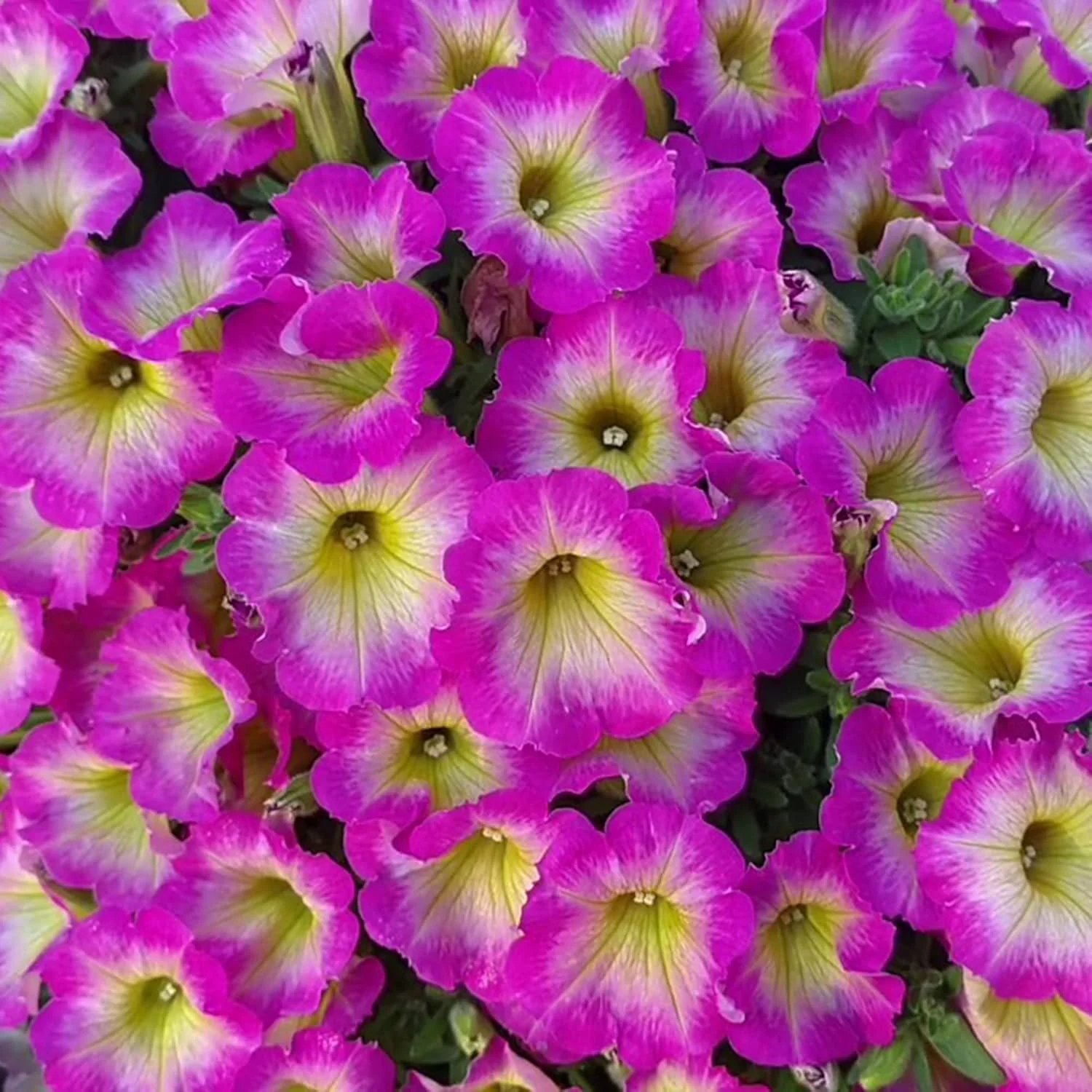 Petunia Supertunia Daybreak Charm Seeds – Showy, Drought-Tolerant Blooms for Hanging Baskets - Image 6