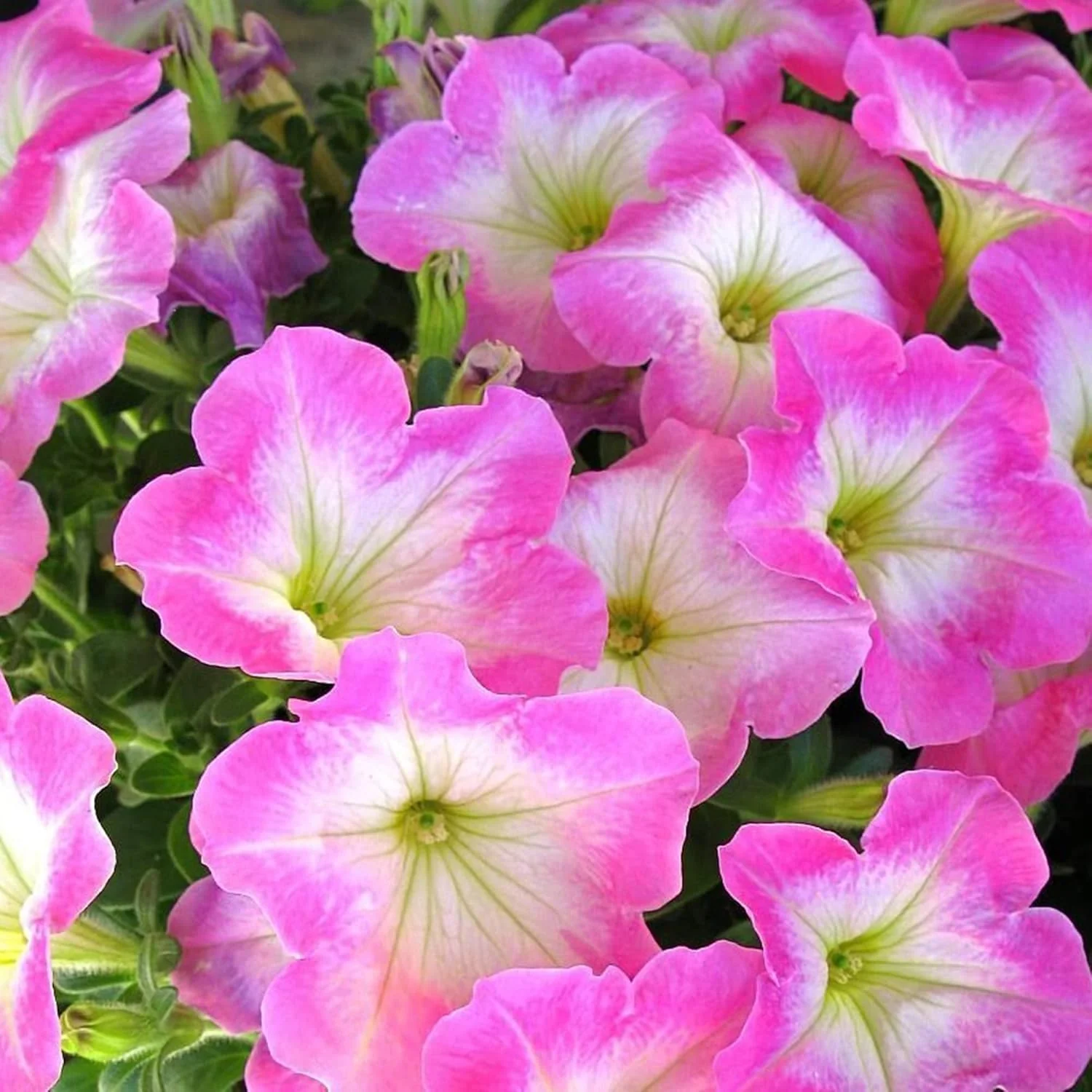 Petunia Supertunia Daybreak Charm Seeds – Showy, Drought-Tolerant Blooms for Hanging Baskets - Image 7