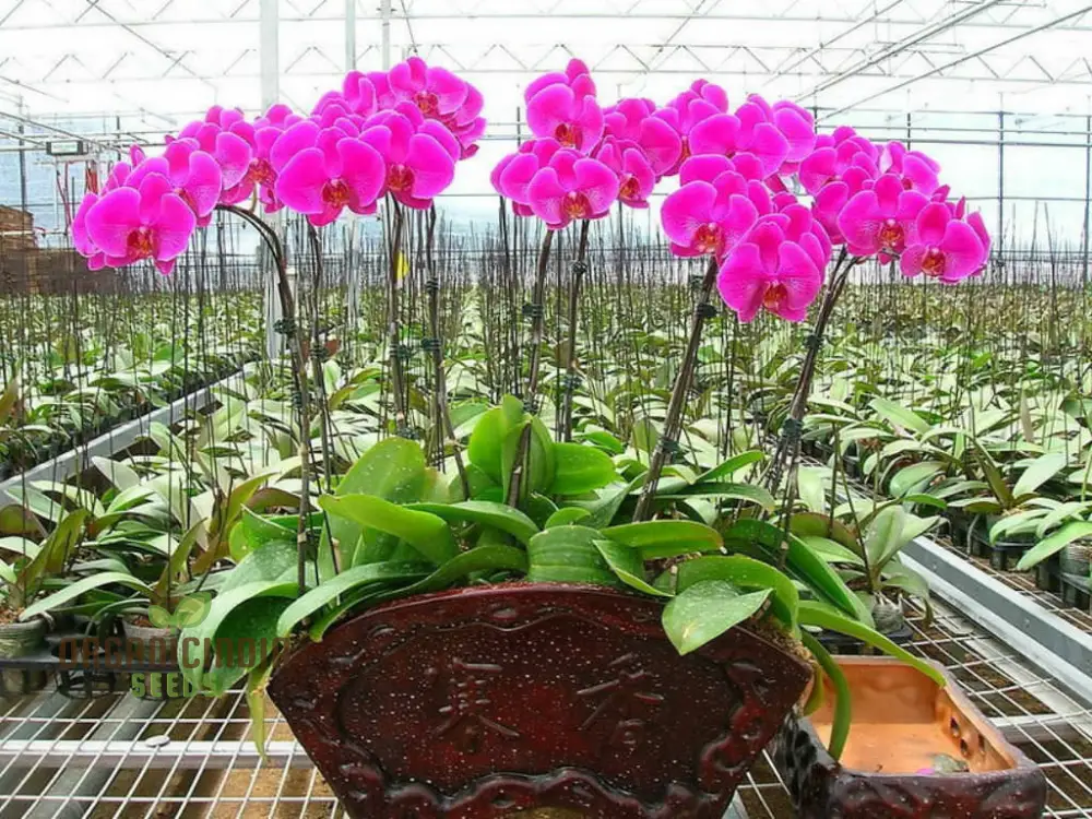 Orchid Seeds (Phalaenopsis Orchid Flower Seeds) - Premium Indoor and Outdoor Blooms