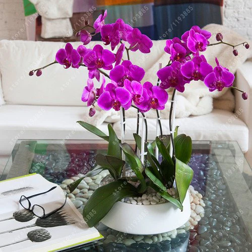 Orchid Seeds (Phalaenopsis Orchid Flower Seeds) - Premium Indoor and Outdoor Blooms - Image 2
