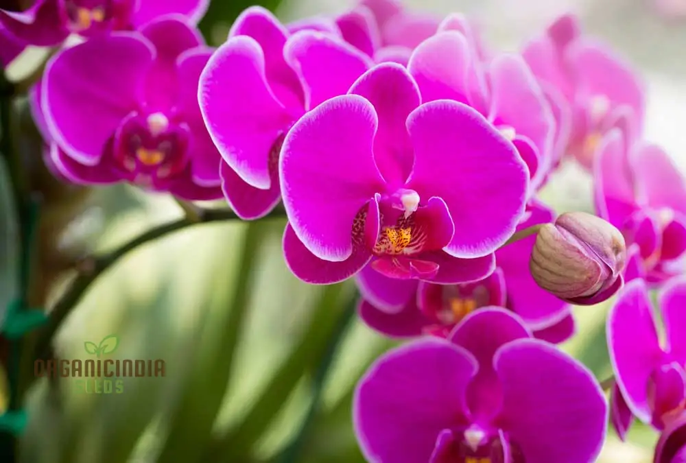 Orchid Seeds (Phalaenopsis Orchid Flower Seeds) - Premium Indoor and Outdoor Blooms - Image 3