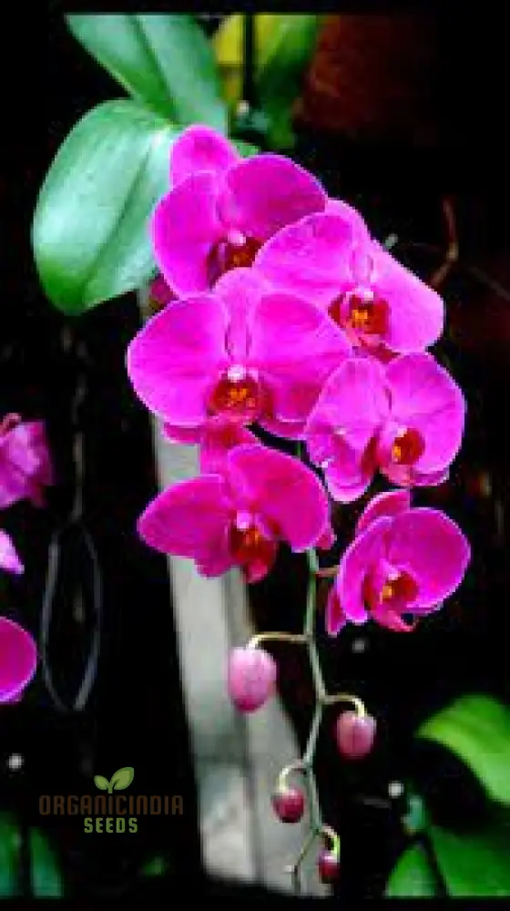 Orchid Seeds (Phalaenopsis Orchid Flower Seeds) - Premium Indoor and Outdoor Blooms - Image 5
