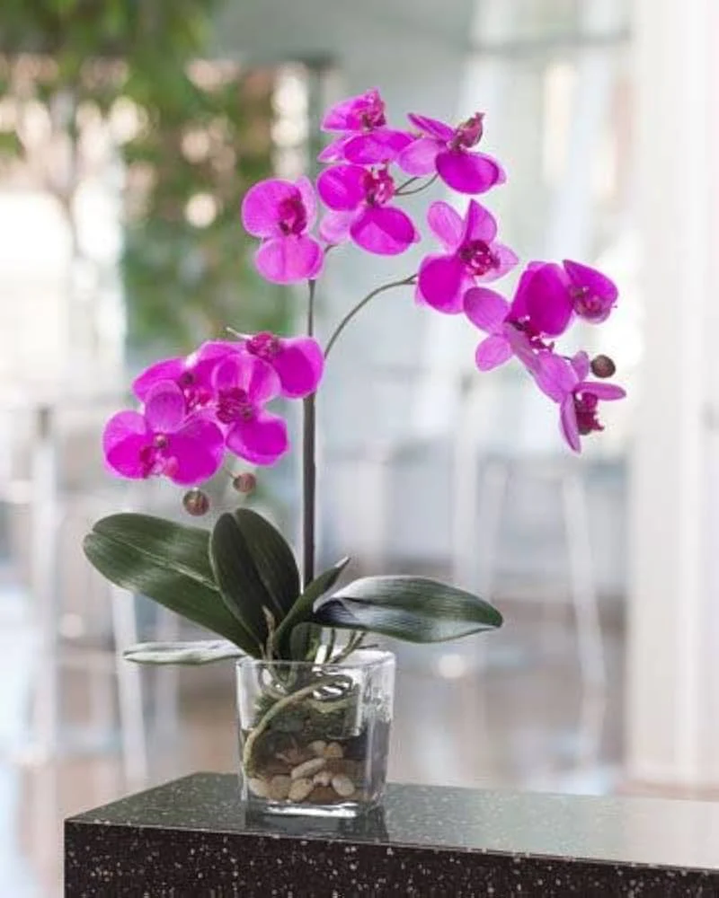 Orchid Seeds (Phalaenopsis Orchid Flower Seeds) - Premium Indoor and Outdoor Blooms - Image 6