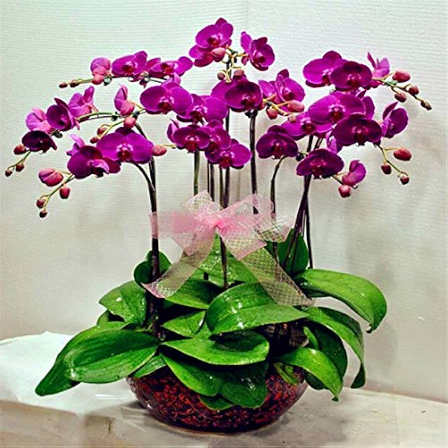 Orchid Seeds (Phalaenopsis Orchid Flower Seeds) - Premium Indoor and Outdoor Blooms - Image 7