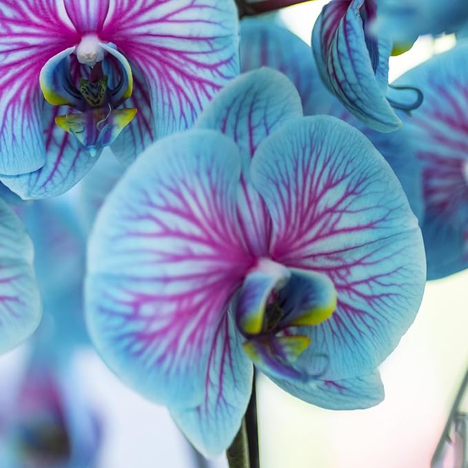 Phalaenopsis Orchid Seeds, Rare Blue And Pink Blooms - Image 2