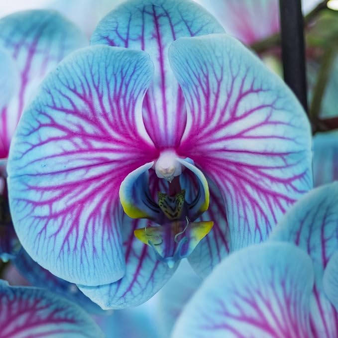 Phalaenopsis Orchid Seeds, Rare Blue And Pink Blooms - Image 3