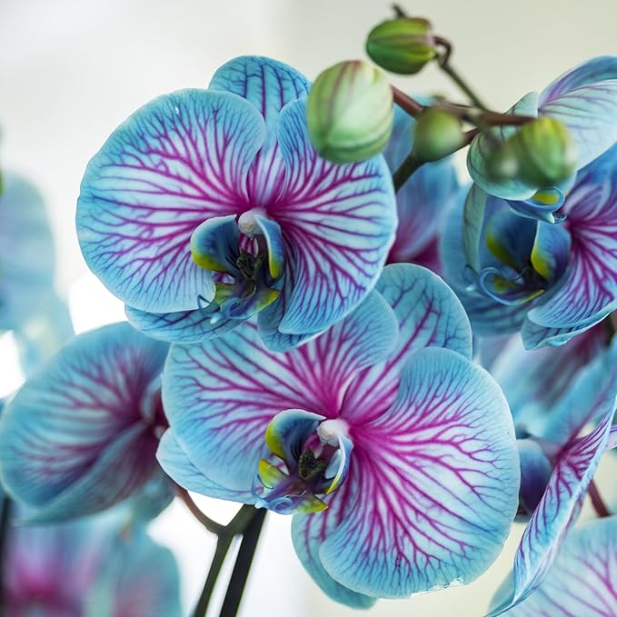 Phalaenopsis Orchid Seeds, Rare Blue And Pink Blooms - Image 4