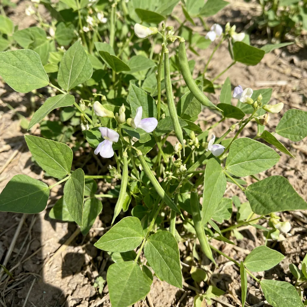 Phaseolus acutifolius Green Tepary Bean for Home Garden Growing - Image 3