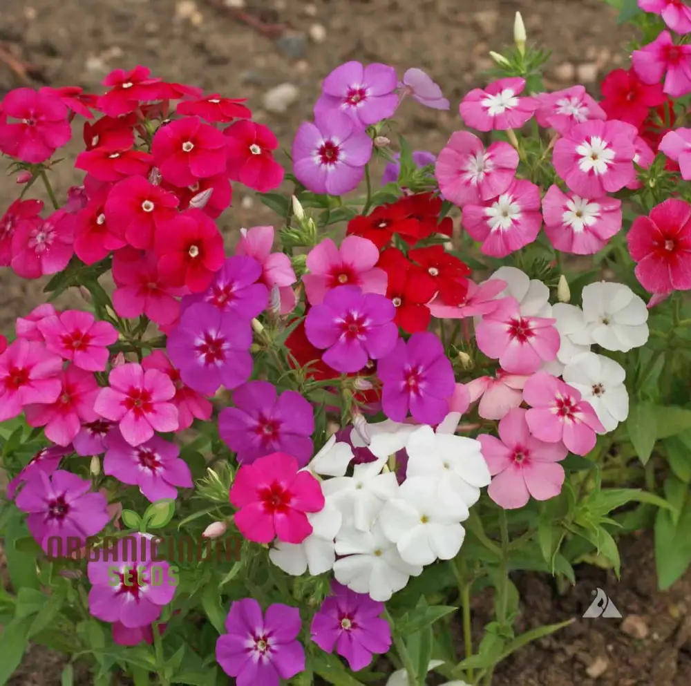 Phlox Beauty Dwarf Mix Seeds for Vibrant Garden Planting - Perfect for All Gardeners