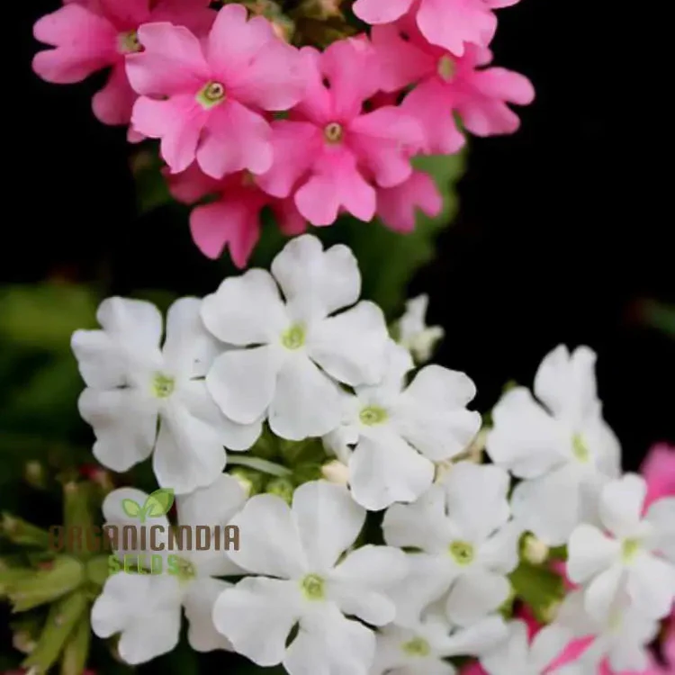Phlox Beauty Dwarf Mix Seeds for Vibrant Garden Planting - Perfect for All Gardeners - Image 3