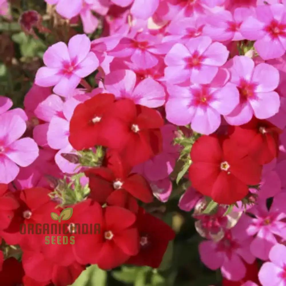 Phlox Beauty Dwarf Mix Seeds for Vibrant Garden Planting - Perfect for All Gardeners - Image 4