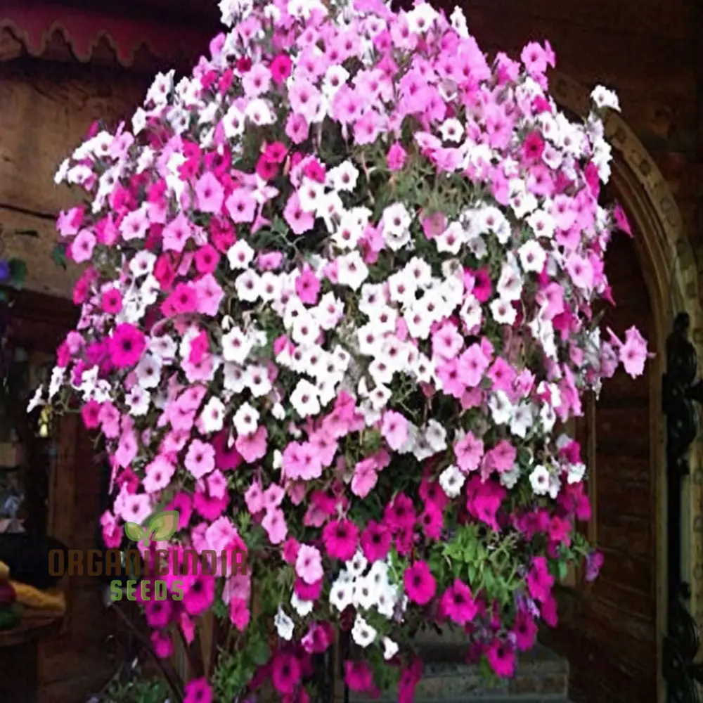 Phlox Beauty Mix Seeds – Vibrant Garden Flowering Blend for Stunning Blooms