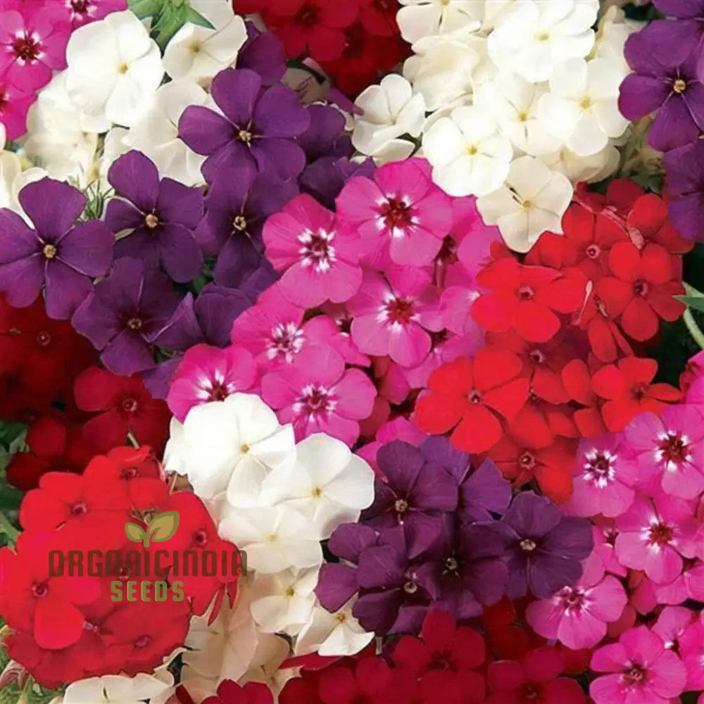 Phlox Beauty Mix Seeds – Vibrant Garden Flowering Blend for Stunning Blooms - Image 3
