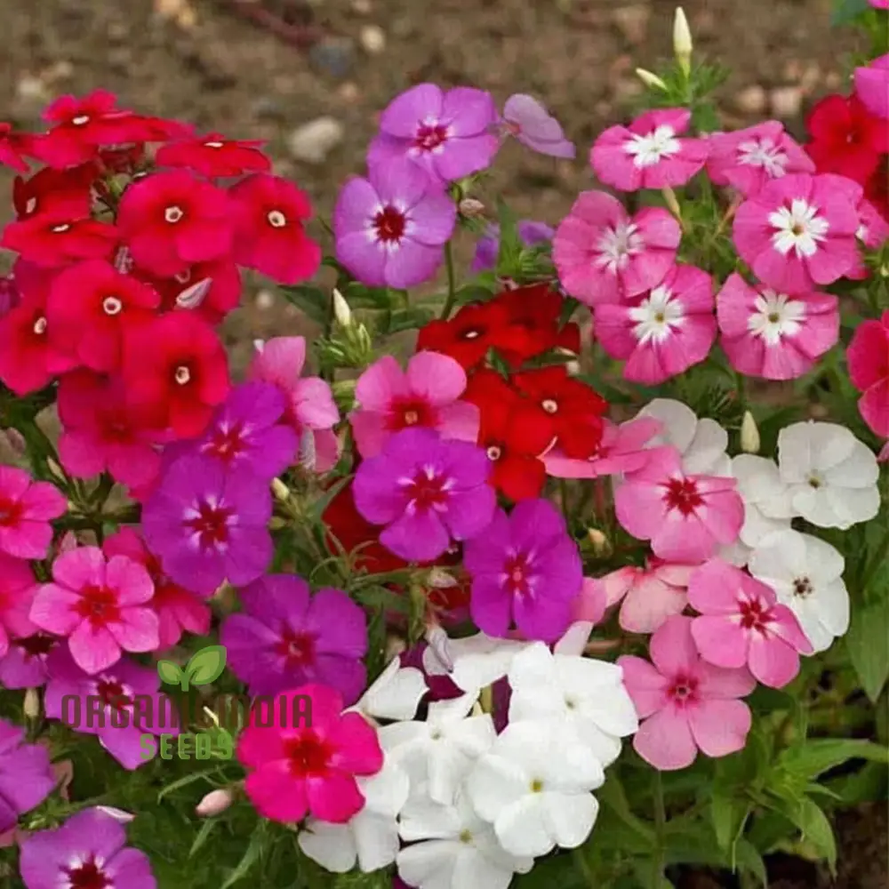 Phlox Beauty Mix Seeds – Vibrant Garden Flowering Blend for Stunning Blooms - Image 4