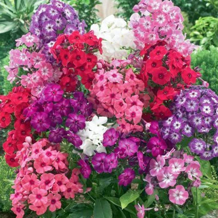 Phlox Beauty Mix Seeds – Vibrant Garden Flowering Blend for Stunning Blooms - Image 5