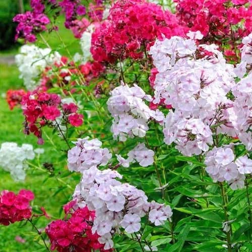 Phlox Beauty Mix Seeds – Vibrant Garden Flowering Blend for Stunning Blooms - Image 6