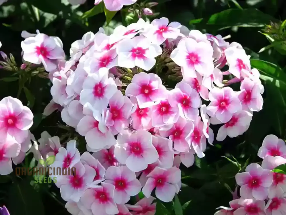 Phlox Bonsai Exotic Multi-Colour Flower Seeds - 100 pcs