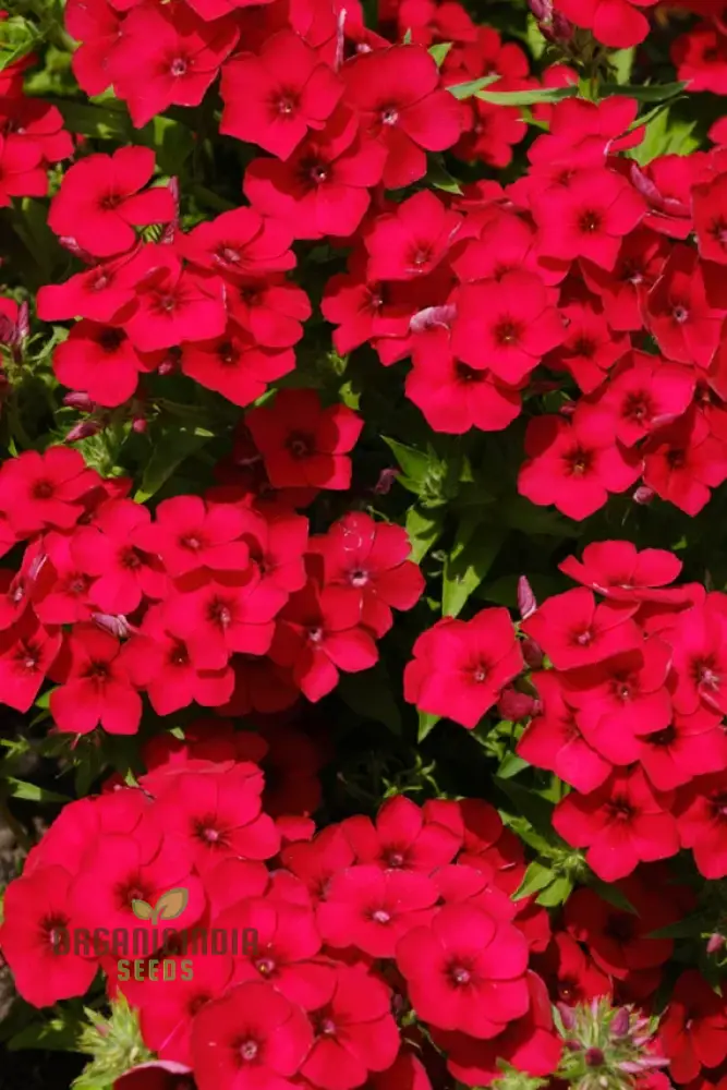 Phlox Bonsai Exotic Multi-Colour Flower Seeds - 100 pcs - Image 3
