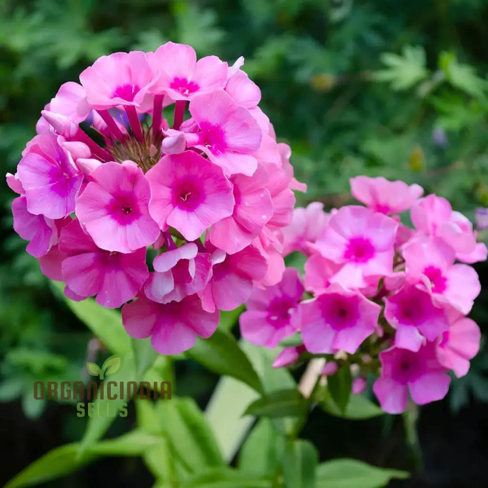 Phlox Bonsai Exotic Multi-Colour Flower Seeds - 100 pcs - Image 4
