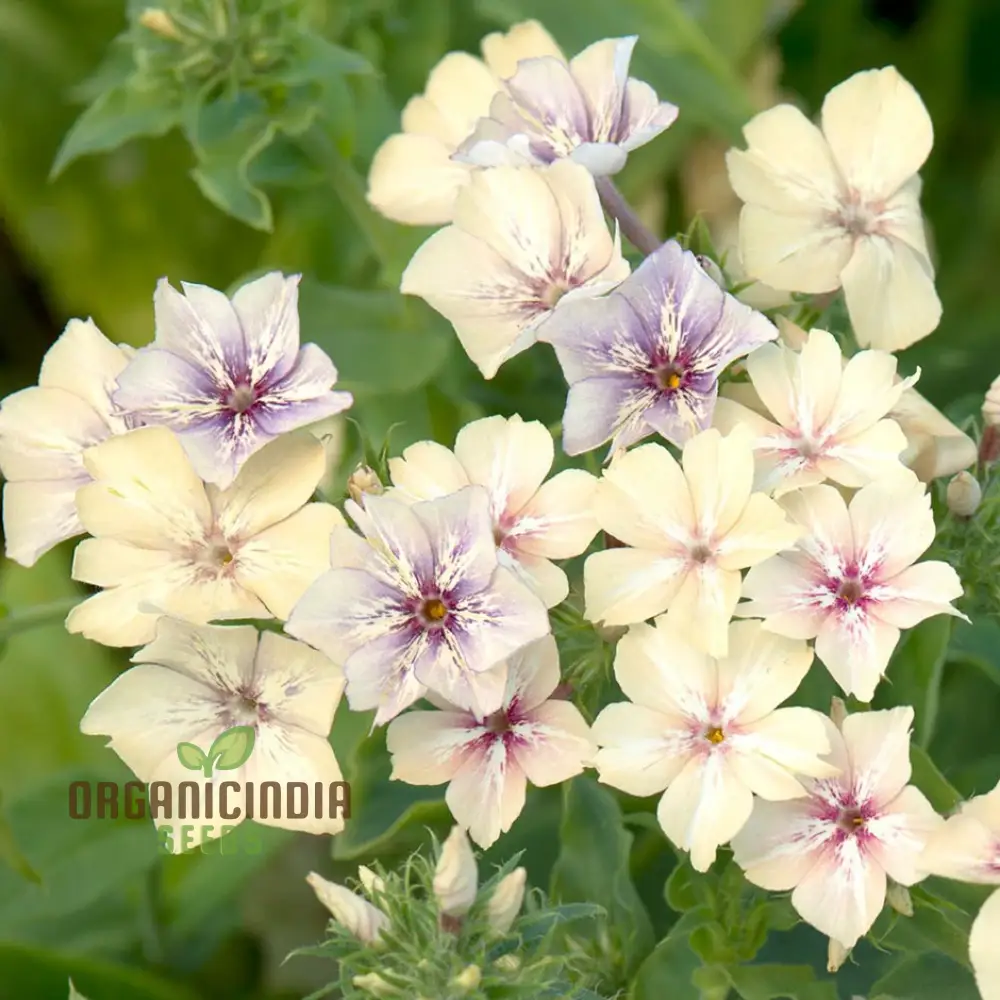Phlox Crème Brulee Seeds – Premium Creamy Bloom Variety for Garden Planting