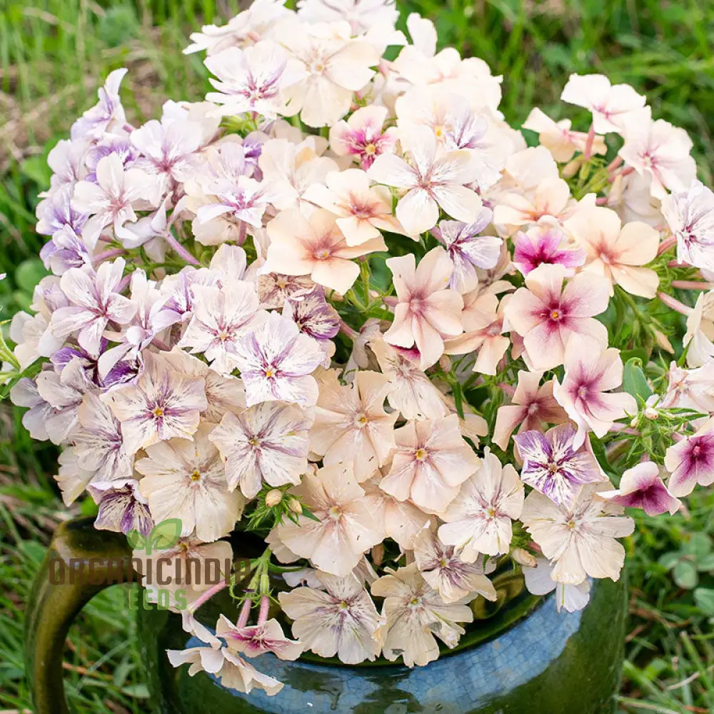 Phlox Crème Brulee Seeds – Premium Creamy Bloom Variety for Garden Planting - Image 3