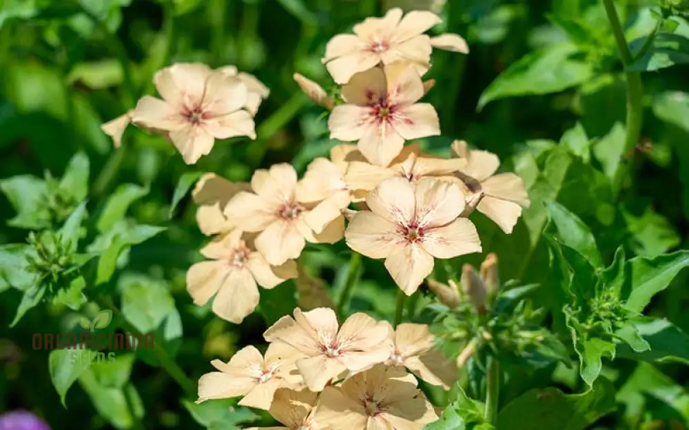 Phlox Crème Brulee Seeds – Premium Creamy Bloom Variety for Garden Planting - Image 4