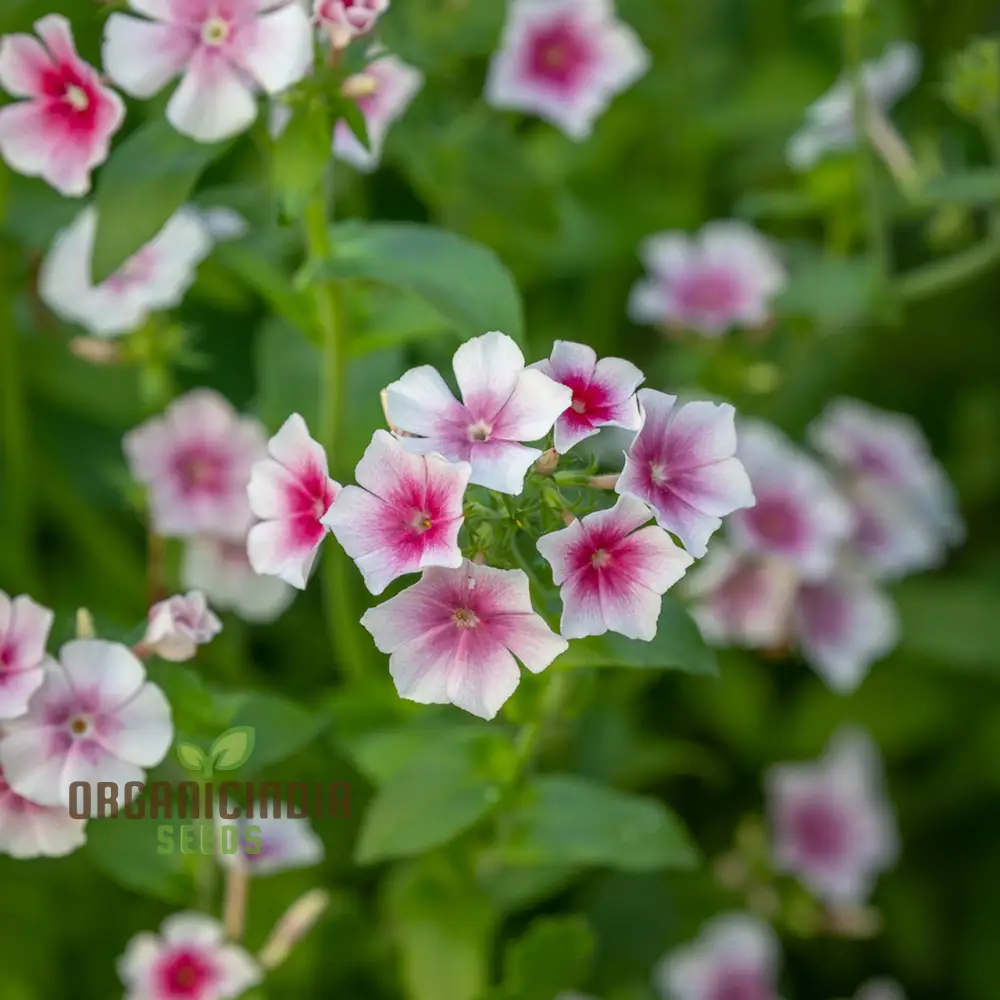 Phlox Drummondii Blushing Bride Seeds - Cultivate Lovely Blushing Bride Phlox for Your Garden