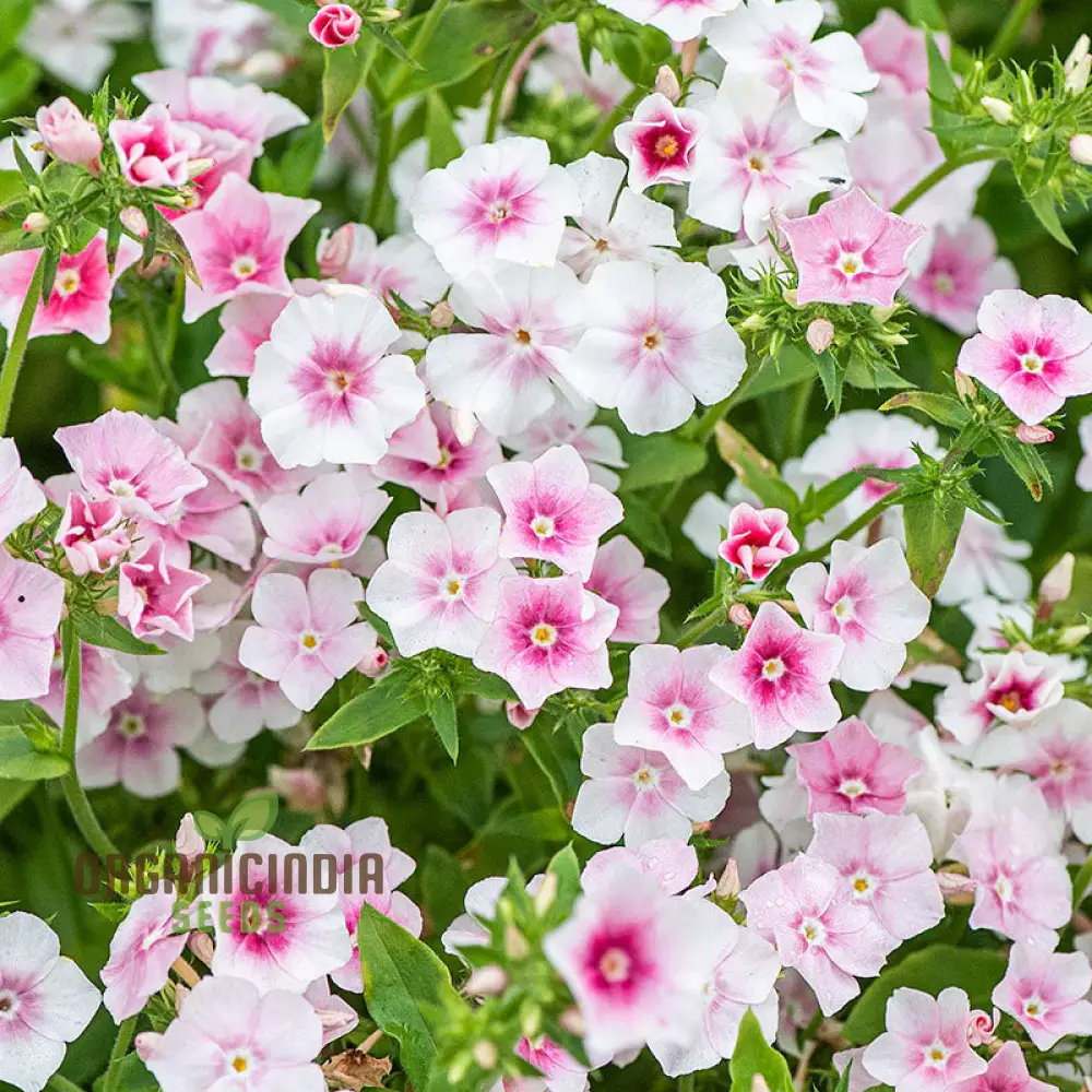 Phlox Drummondii Blushing Bride Seeds - Cultivate Lovely Blushing Bride Phlox for Your Garden - Image 3