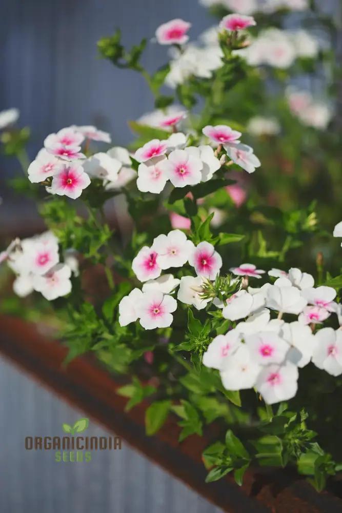 Phlox Drummondii Blushing Bride Seeds - Cultivate Lovely Blushing Bride Phlox for Your Garden - Image 4