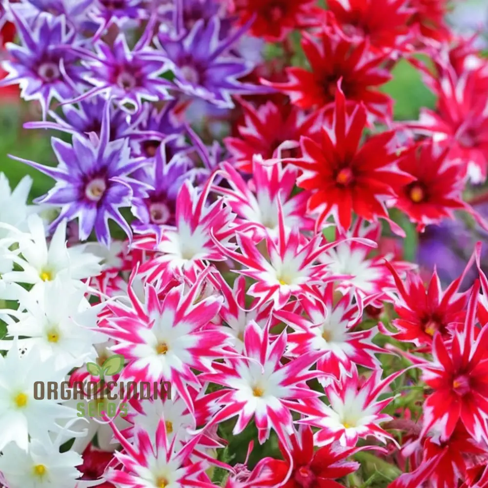 Phlox Drummondii Twinkle Mixed Flower Seeds, Comprehensive Planting and Gardening Guide for Vibrant, Starry Blooms