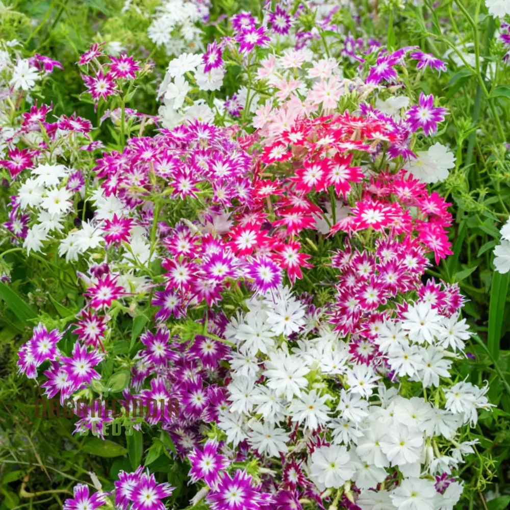 Phlox Drummondii Twinkle Mixed Flower Seeds, Comprehensive Planting and Gardening Guide for Vibrant, Starry Blooms - Image 3
