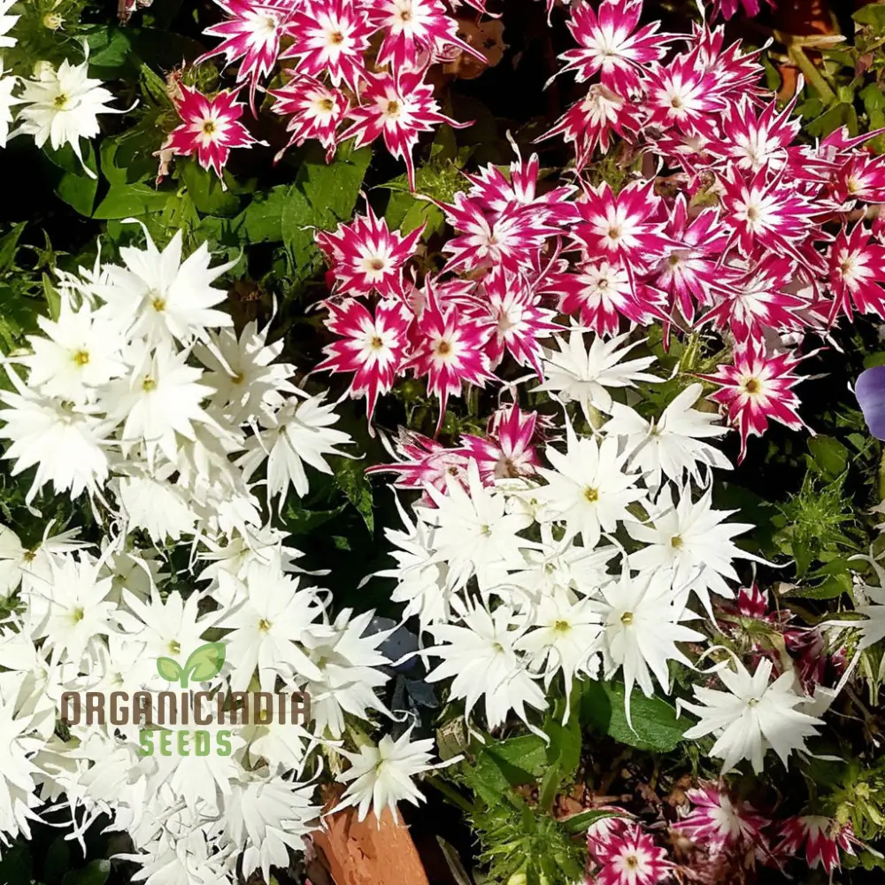 Phlox Drummondii Twinkle Mixed Flower Seeds, Comprehensive Planting and Gardening Guide for Vibrant, Starry Blooms - Image 4