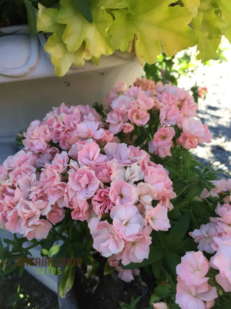 Phlox F1 Promise Mix Hybrid Seeds - Colorful Blooms for Your Garden Beds and Borders - Premium Quality Flower Seeds for Gardening Enthusiasts