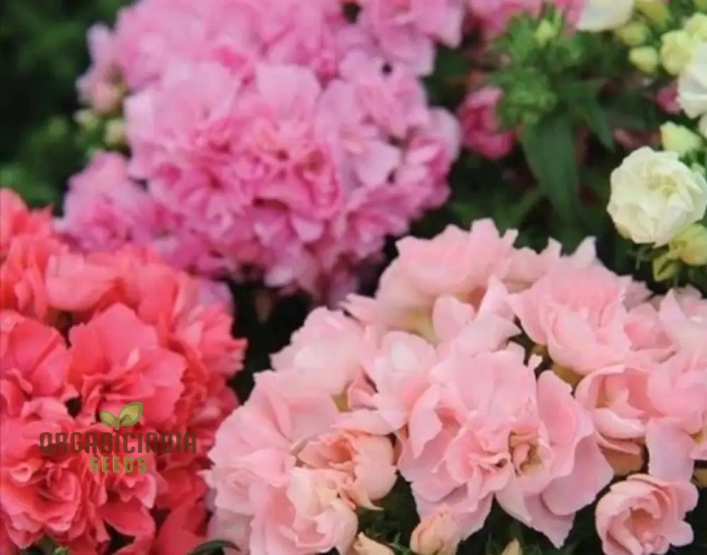 Phlox F1 Promise Mix Hybrid Seeds - Colorful Blooms for Your Garden Beds and Borders - Premium Quality Flower Seeds for Gardening Enthusiasts - Image 3