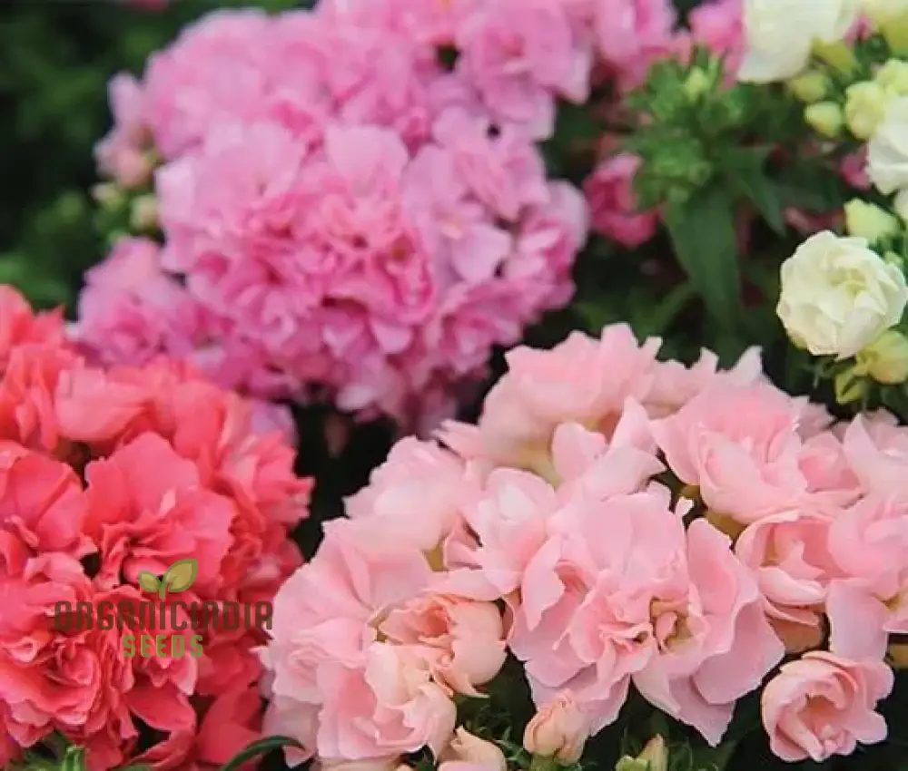Phlox F1 Promise Mix Hybrid Seeds - Colorful Blooms for Your Garden Beds and Borders - Premium Quality Flower Seeds for Gardening Enthusiasts - Image 4